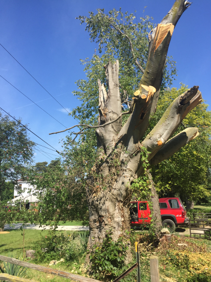 The finished product! This wildlife snag will give numerous animals a new home.