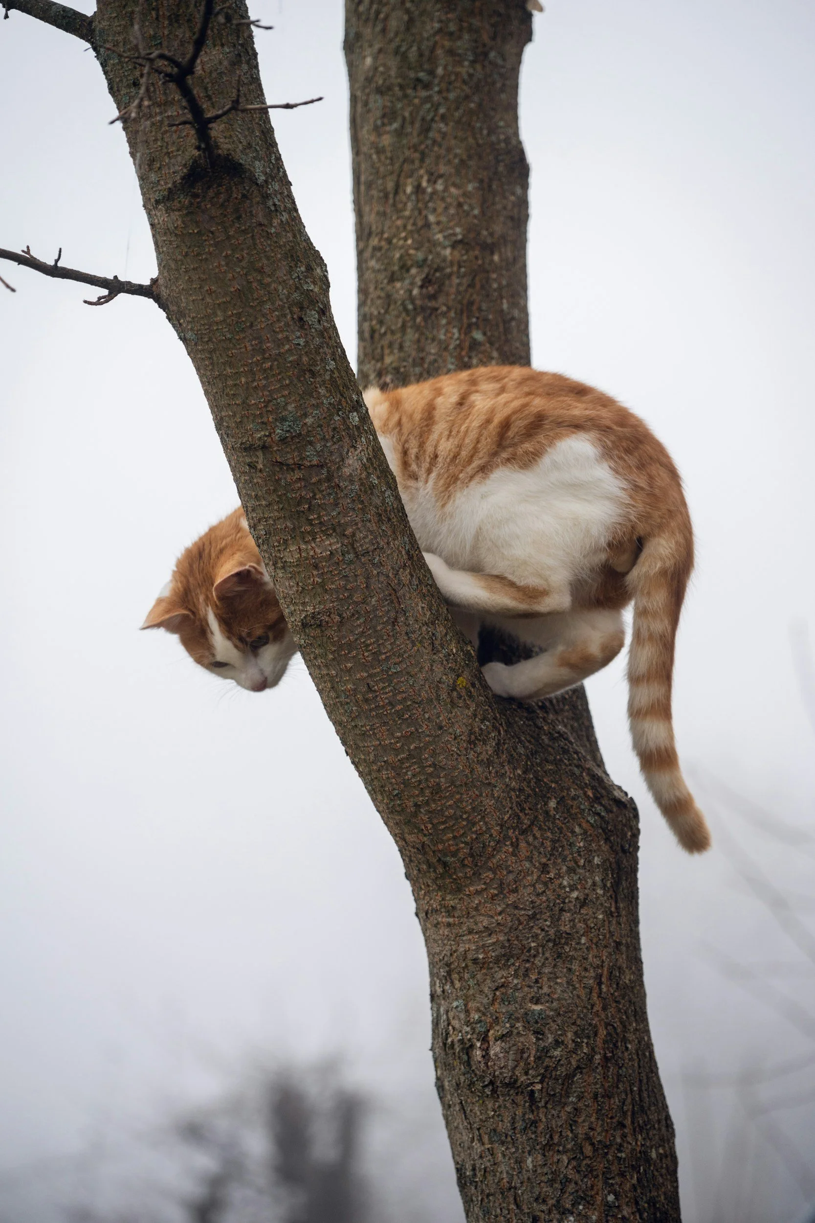 An orange and white cat climbing a tree with a gray and white sky in the background.