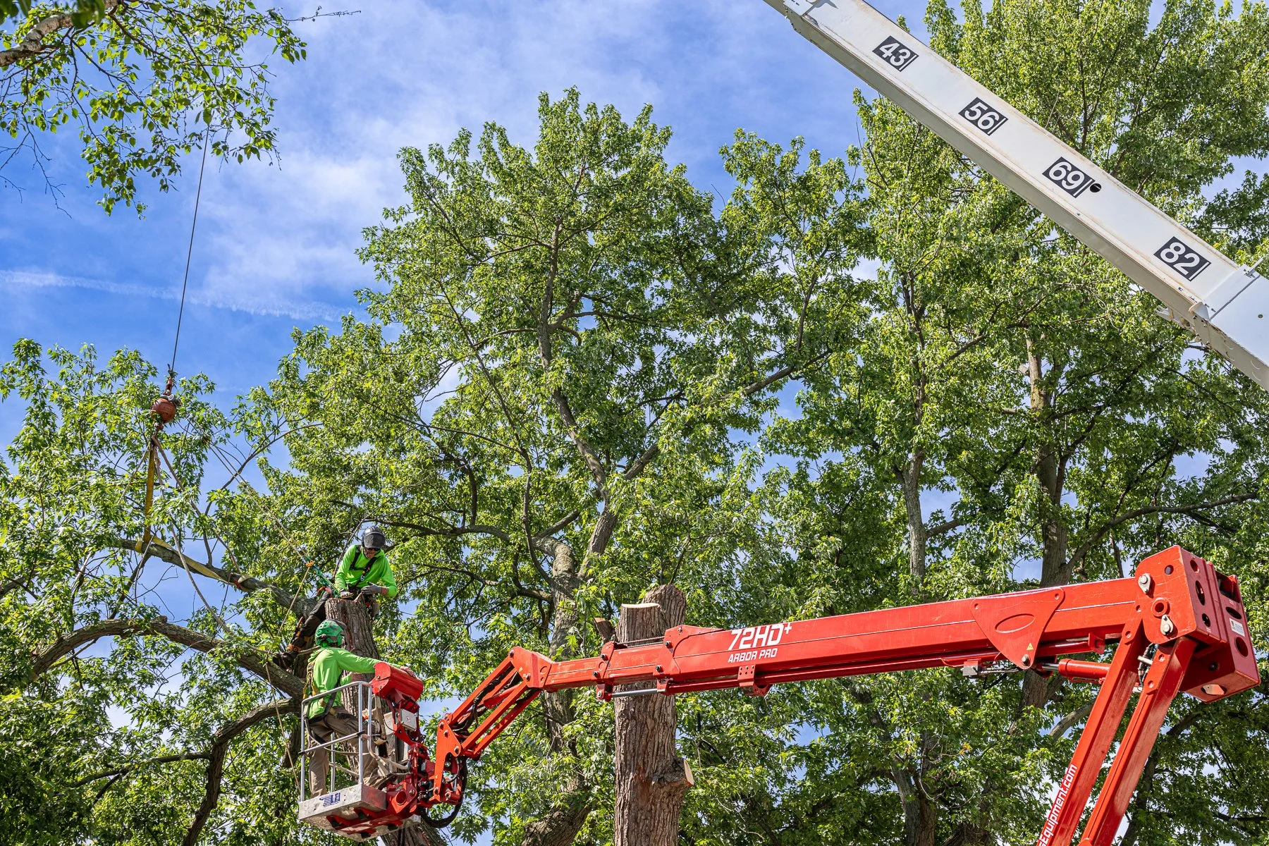 two Certified arborists directing a safe tree removal project in Port Huron, Michigan
