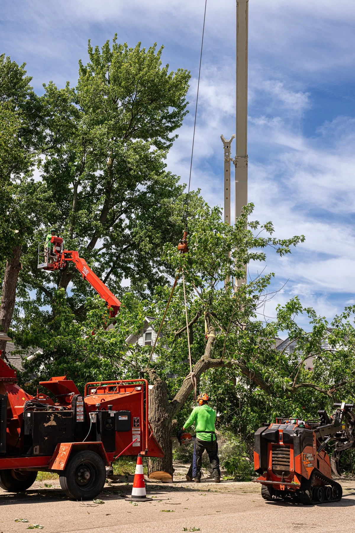 Experienced arborist crew removing a mature maple tree while preserving surrounding landscaping