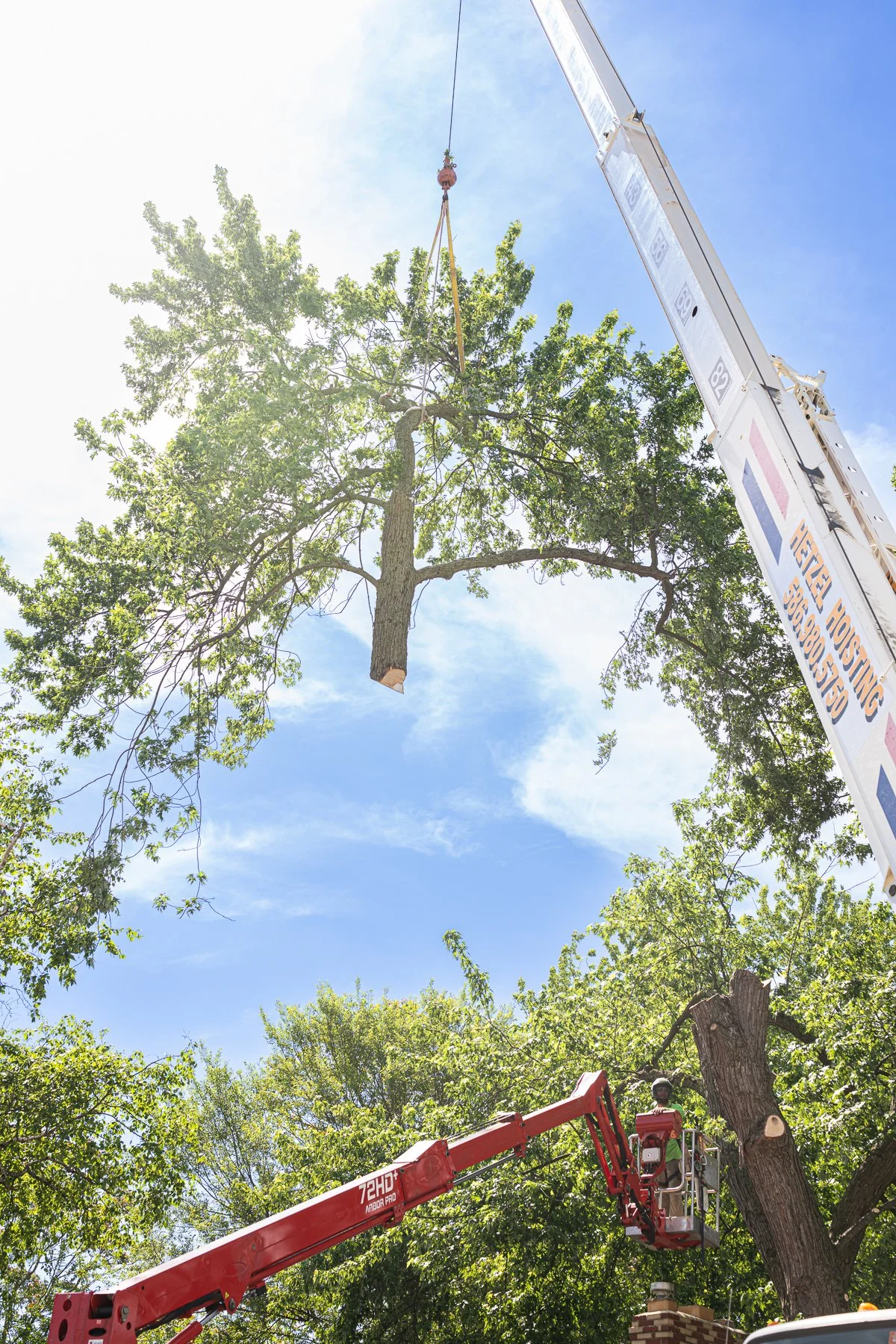 Tree crew lowering heavy branches with precision during a residential removal