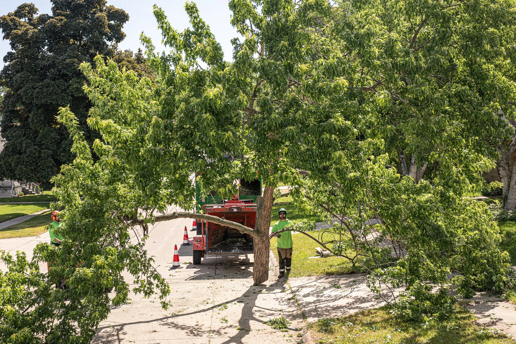 Professional tree service team lowering heavy branches with precision to protect nearby property