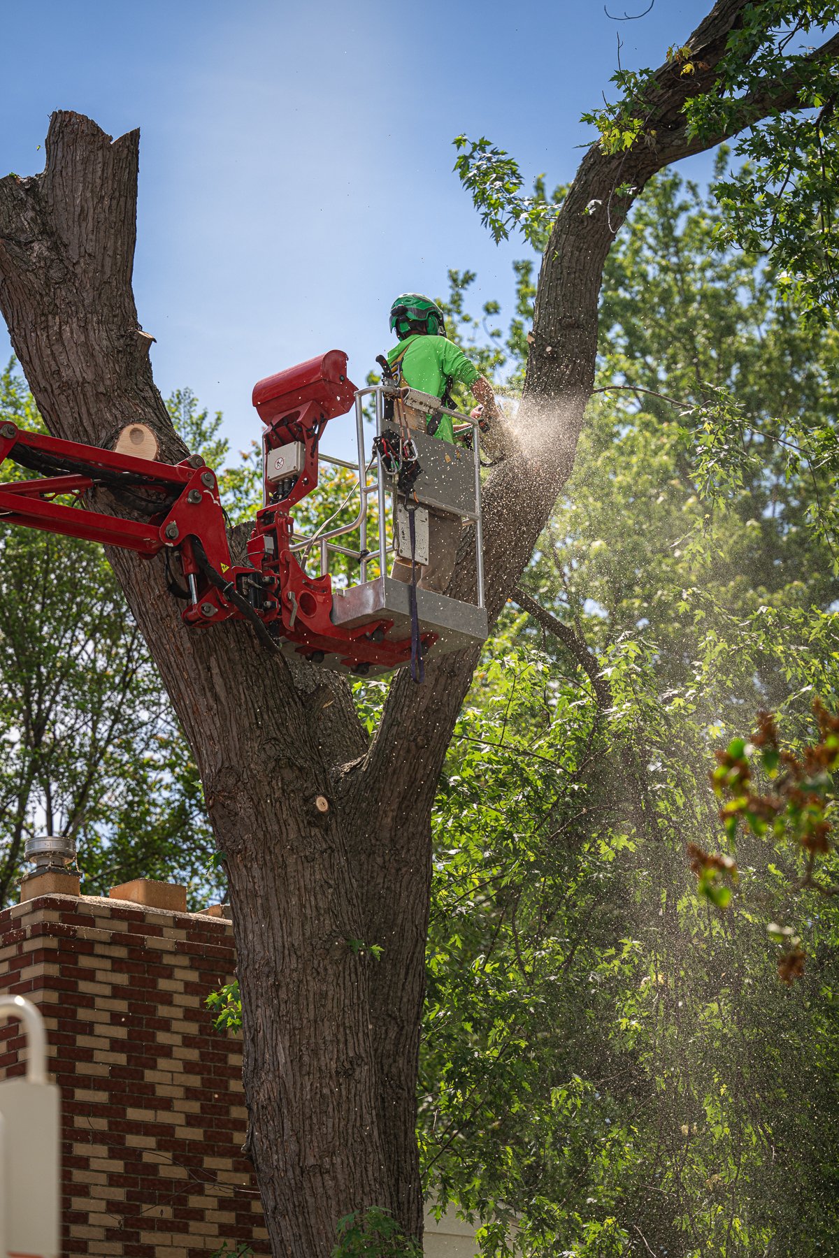 Large maple tree being removed in sections to minimize impact on the surrounding neighborhood