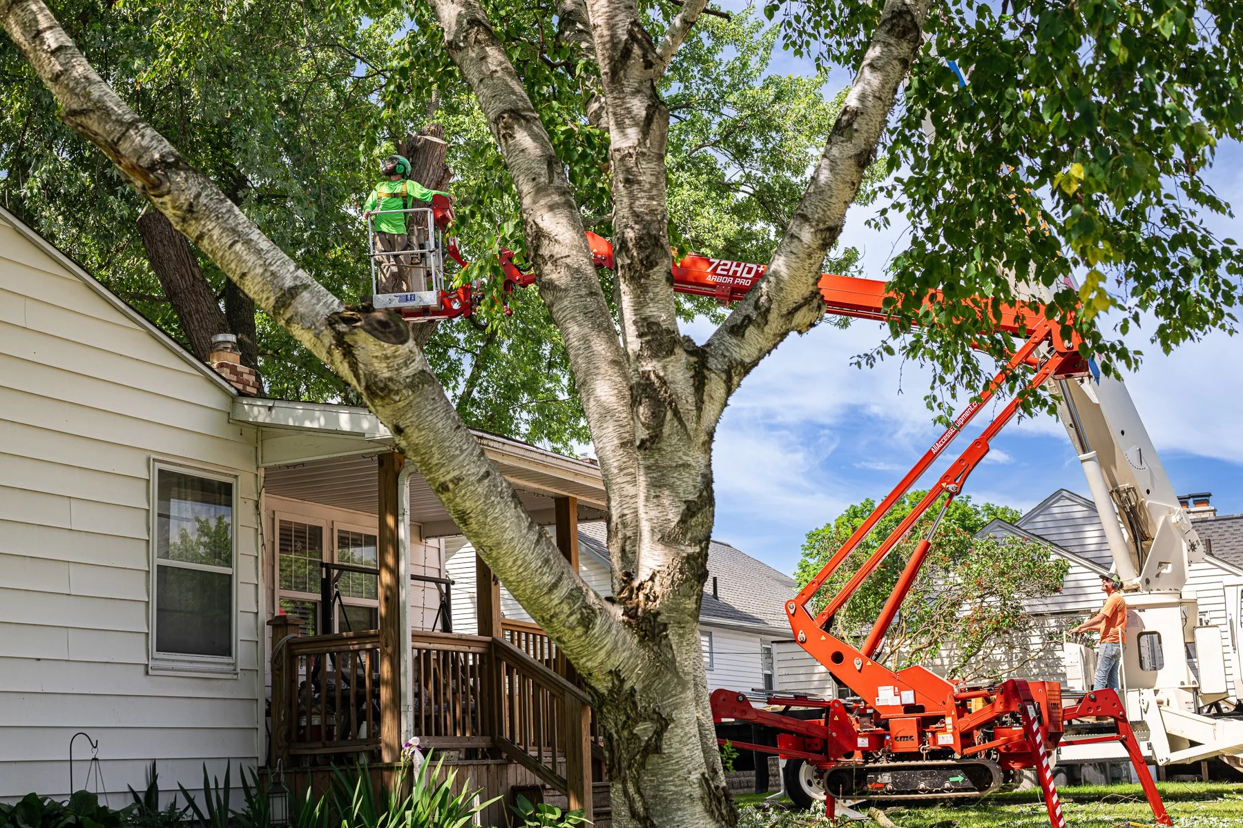 Large maple tree being carefully dismantled with a crane to protect nearby structures
