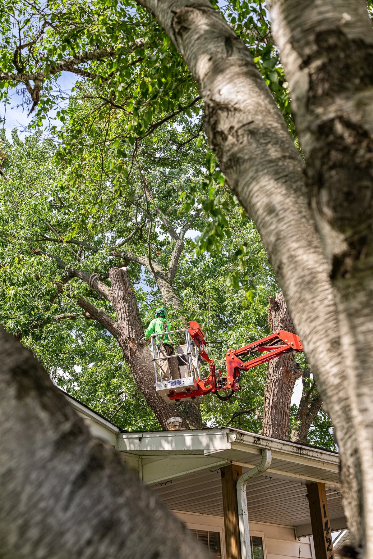 Large maple tree being carefully dismantled with a crane to protect nearby structures