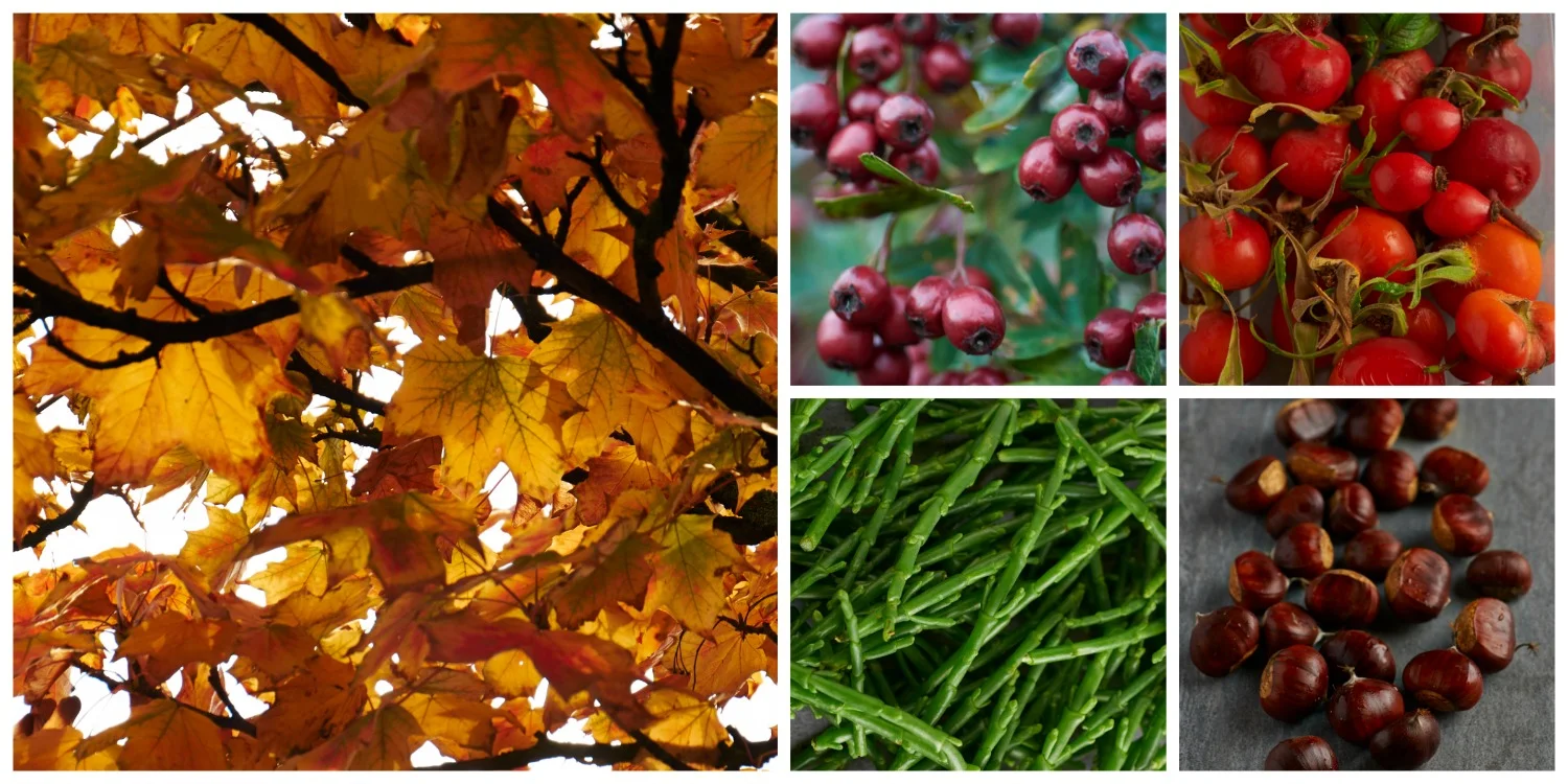 Autumn graphic.jpg