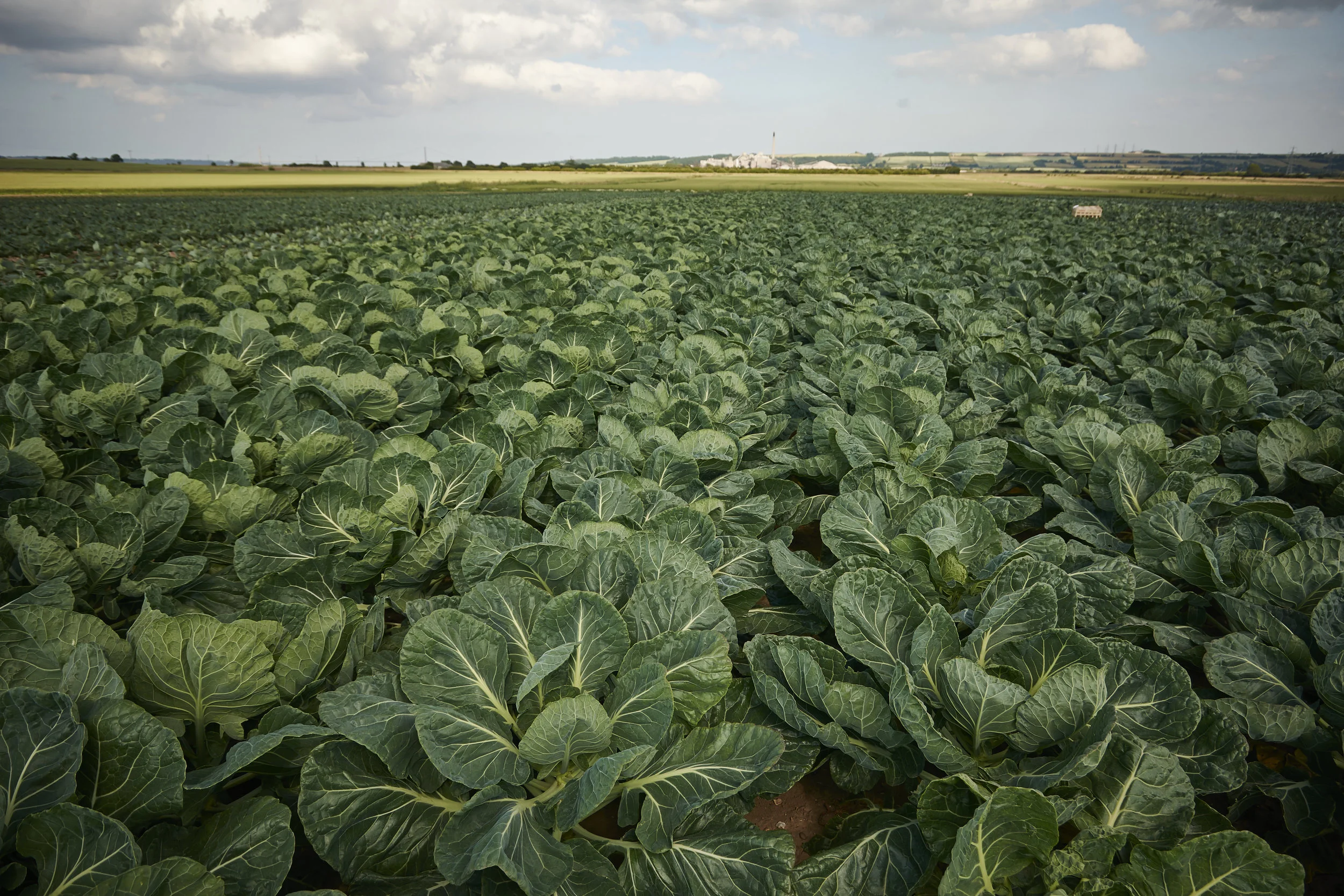Winteringham Fields July 2015 140.jpg