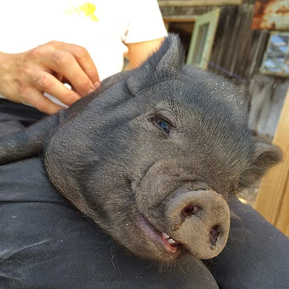 LUTHER This guy doesn't fit in my lap anymore! He is Ophelia's only son. He is a sweet, mellow guy who is always up for a belly rub. He has the nicest piggy smile! He now has a nice set of tusks and manly forehead wrinkles. His sisters like to boss him around. He's a lover, not a fighter.