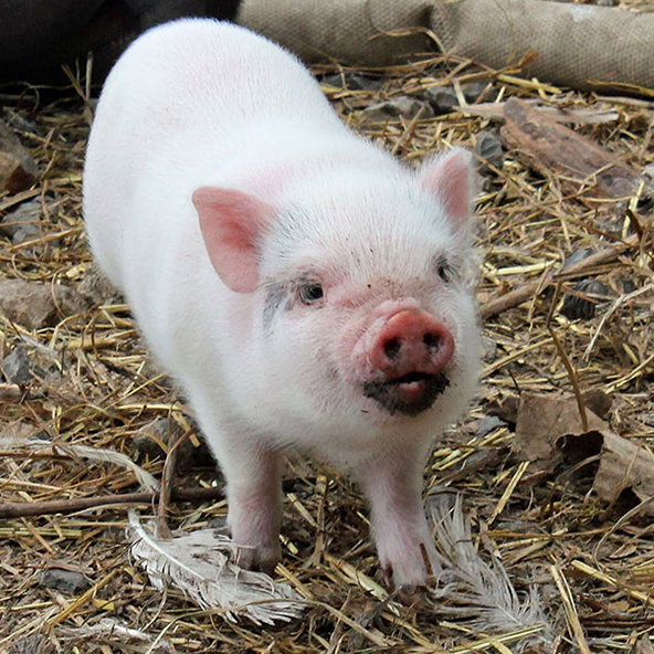 GERTRUDE SWINE Gertie is one of Ophelia's five daughters. She has lots of attitude and likes to lord it over her siblings. She was an adorable piglet and has grown up to be a beautiful pig. She has a little black on the top of her nose. Gertie is confident about her place in the herd, and her right to steal apples away from the other pigs.