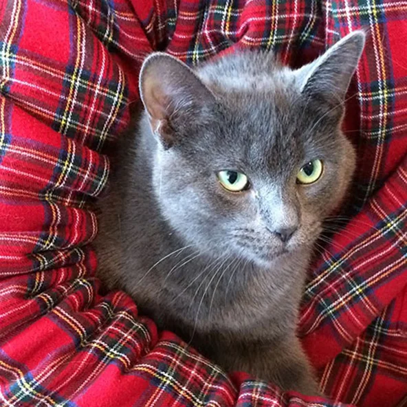LOUISE I write the OSPCA Pet of the Week ads published by our local paper. Gordon's business regularly sponsors these ads. In September 2013, one of the ads featured an adorable kitten named Louise... guess who adopted her before the ad even went to print? Louise likes to sleep on the kitchen windowsills, which is why we can't have pretty things there anymore. When she's ready for a cuddle, she will meow incessantly at your feet until you oblige her. She has the most beautiful thick grey fur. If you pet Louise the way she likes it, she drools. A lot.