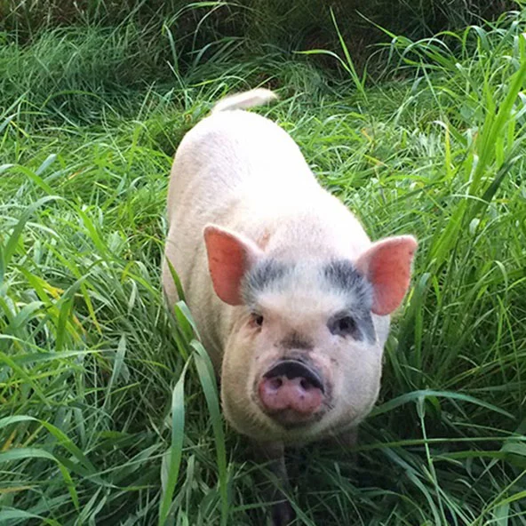 BUTTON Daughter of Ophelia. Hell on wheels, er, trotters. Likes to escape into the garden, especially when it's muddy, resulting in humans flying through the air and landing face-first in the dirt. Has also made the farm vet do a faceplant in the pig pen. Notorious.