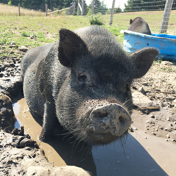 DAHLIA Another of Ophelia's offspring. Small, sweet, no trouble at all. The antithesis of her sister Button. Enjoys hanging around in the mud with the other black pigs!
