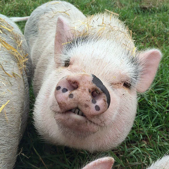 OLIVIA Another daughter of Ophelia. She has lovely black "freckles" and half of her snout is black on top. She has a gorgeous grin. Enjoys belly rubs and mud facials. She thinks apples are the best treat on earth.