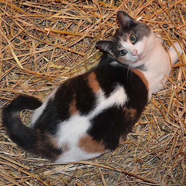 MISSY Missy moved into our barn with her buddy Lionel in September 2014. They were both living in the barn of a local couple who were concerned that they could not provide sufficient warmth and shelter for the cats in winter. Sadly, lovely Lionel died two weeks after we got him, despite our vet's valiant efforts to save him (the vet thinks it was toxoplasmosis that killed him.) Missy, however, has done wonderfully well here. She is a darling petite cat who loves to be petted and will meow loudly for attention until she gets it! But forget picking her up; she wriggles like a fish on a hook if you try to hold her. Missy was born sometime in April 2011.