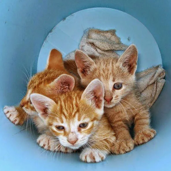THE GREEK TRIPLETS Buttercup, Daisy and Honey were abandoned at a dump in Syros, Greece. My friend Joan runs a cat rescue on the island, and took these three in. She desperately wanted to find them a home, but after a year there were still no takers. We told her that if she could get the cats to Canada, we would adopt them! Well, she did, and we did. The girls were born in September 2013, and you can read more about their story on Joan's blog .