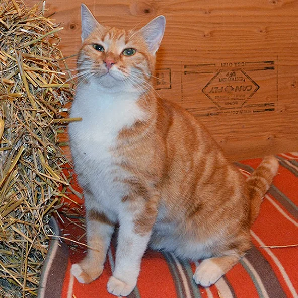 BUTTERCUP One of the Greek triplets. She is the only one who has chosen to remain a barn cat! She is beautiful, smart, confident and loving, not to mention the most devoted ratter/mouser you can imagine. She will often spend an hour perched near a hole in the duck coop floor, waiting for a hapless rodent to emerge. Buttercup has been offered the opportunity to live in the house with her sisters, but has shown no interest. She'd much rather be in the barn assassinating rodents and making her boyfriend Keaton do her bidding.