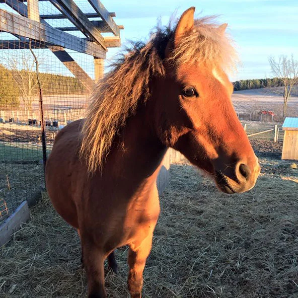 FINNEY We adopted Finney along with his friend Esme on November 12, 2014. Finney is a chestnut pony (gelding) born in 2011. He was seized by the OSPCA and put into foster care while he waited for his new home. While in foster care, he bonded with Esme. Originally we were only supposed to adopt Esme (who was seized from the same barn as our pig Ophelia!) but how could we split these two up? So Finney and Esme moved to our farm, and were our very first equines. Talk about a steep learning curve! Finney used to be nicknamed Ass-Pony (and is still called that sometimes!) because he was so naughty when he arrived. He wasn't gelded until he just before we got him at the age of three. He loved to bite when you least expected it, and he has kicked both of us at least once in the past. But with consistent training and lots of love, he has turned into the most wonderful, well-mannered pony. He just needed to learn what was expected of him. He's super smart, and is learning to pull a cart and be ridden. But of course he still has a mischievious side, and if he thinks he can get away with something, he'll give it a try! We just love this guy.