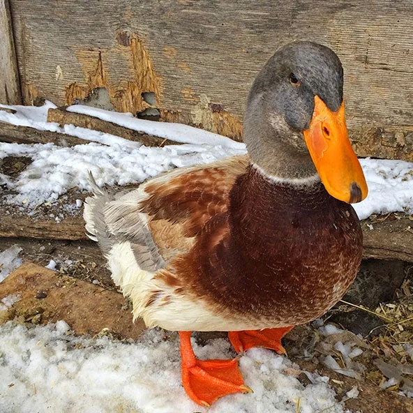 GEORGE In February 2015, we took in Honey and George, a lovely and beloved pair of Saxony ducks whose first family needed to find a new home for them. Unfortunately, Honey passed away in her sleep in the summer of 2016, but George (born, er, hatched on July 15, 2013) lives on. He is the undeniable king of the coop, a bossy little guy who loves to hog the swimming pools, charm the duck girls, and generally proclaim his greatness to all and sundry with very loud, very assertive quacking. George is extremely secure in his masculinity and has a way with the Muscovy ladies in particular. He loves to be sprayed with the hose while you are filling his swimming pool. On his birthday in July, he gets a bowl of plain popcorn. He's special that way!
