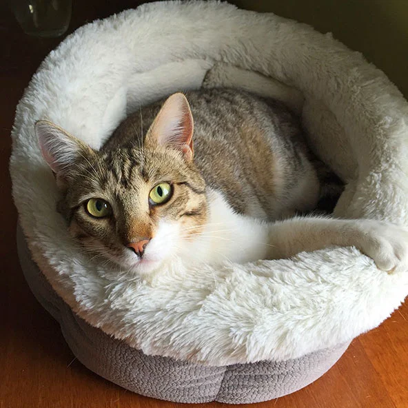 ARCHIE This is Archie, a delightful, cuddly tabby boy. He and his sister Annuk were born in July 2014. In April 2015, I went to Greece to visit my friend Joan, and also to bring home a quartet of abandoned kittens (nine months old then) that Joan had rescued from the dump. ( Joan runs a cat rescue operation on the beautiful island of Syros. These four were all supposed to be fosters until I adopted them out. Well, I managed to find a superb home for two of the Greeks, but Archie and his sister Annuk ended up staying at the farm. You can read more about the quartet on Joan's blog . Archie has a really gentle nature. He loves to bug the girl cats! He can often be found sleeping cuddled up to one of us in our bed.