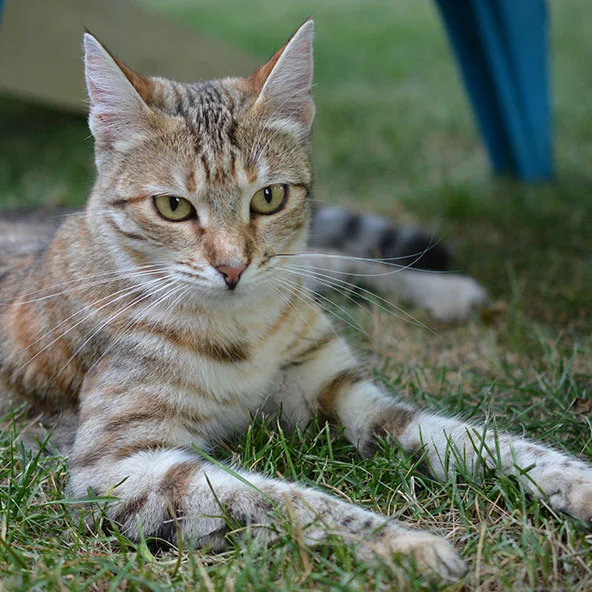 ANNUK This is Annuk, a sweet little wild thing who has the most pitiful meow imaginable. She milks it for all it's worth! She and her brother Archie were born in July 2014.We adopted Annuk along with Archie in April 2015. I also found a loving home …