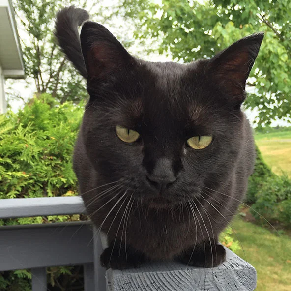 MIMI Our first black cat! We took Mimi in in on November 3, 2015. Our friends Tim and Arja found her in their backyard, skinny and hungry. Because of allergies, they couldn't keep her, so they asked if we could help. I said sure, I'd foster her unti…