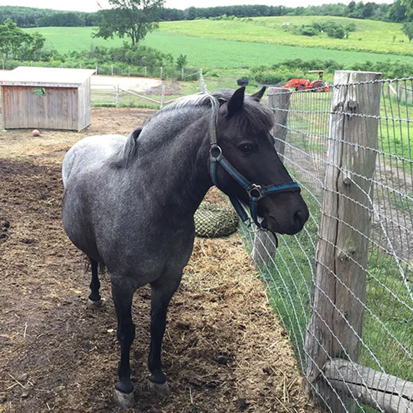 JIMMY Jimmy the blue roan Shetland Pony gelding arrived July 16, 2016. His owners could no longer keep him, so he has come to live with us. He was born in 2001 and has a lovely temperament! He arrived with a two-wheeled cart and a child's saddle... …