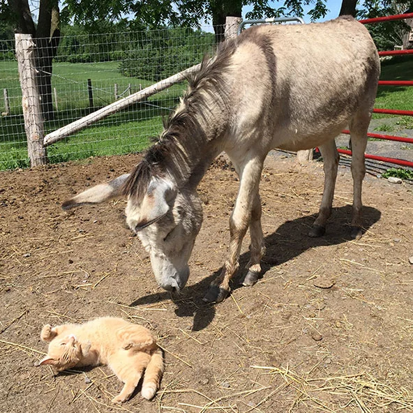 SAUL You can't really call Saul a rescue; he belonged to neighbours of ours down the road, and was loved and well cared-for there. They have a wonderful herd of donkeys. His owners would have kept him forever if necessary, but Saul and the alpha mal…