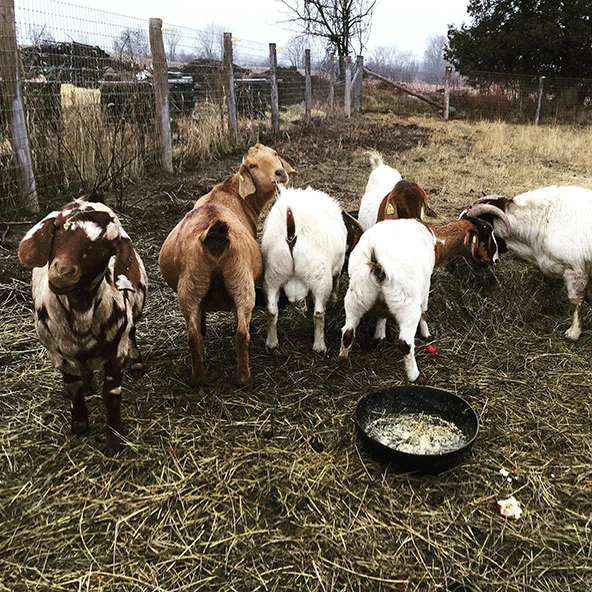 THE GOAT STARTER-PACK On August 31, 2015 we adopted six goats in various states of pregnancy (two got pregnant here before the bucks were neutered... long story!) from the SD&G OSPCA. At the time we knew absolutely nothing about goats. Now we can't imagine life without them!