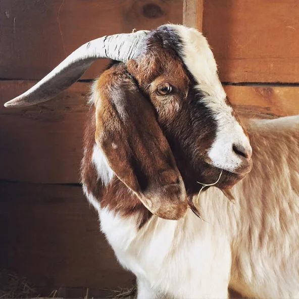 GEOFF Geoff is another of the six goats we adopted in August, 2015. He is Kevin's younger, smaller sidekick, and he loses all the arguments! He has some really cute white spots on the back of his brown neck, and has a Buddha-like personality. He too lost his manhood in December 2015 to a scalpel-wielding man in a red-and-blue jumpsuit. (I'm looking at you, Dr. Smith!) Spay and neuter your pets, people. Every time Geoff thinks he's about to score with a lady goat, Kevin pushes him away. Life is tough. Geoff is named after my cousin, the son of my aforementioned Uncle Kevin.