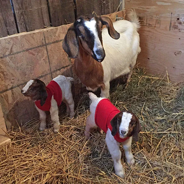 GENEVIEVE aka GENNY (with her twins Grace & Hawkeye) Genny is a pretty Boer/Nubian cross. She looks all sweet and innocent, but when we tried to get her to accept orphaned goat Bert on her udder, she bucked like a crazed bronco, and even with tw…