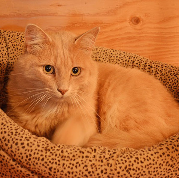 LIONEL In September 2014, we adopted Lionel along with his friend Missy, from friends who thought their barn was inadequate shelter for the cats in winter. Sadly, Lionel was only with us for 13 brief days before he succumbed to toxoplasmosis on October 5th, 2014, despite valiant attempts by our vet to save him. He will never be forgotten. A wonderful, sensitive, affectionate cat with a beautiful chirpy purr.