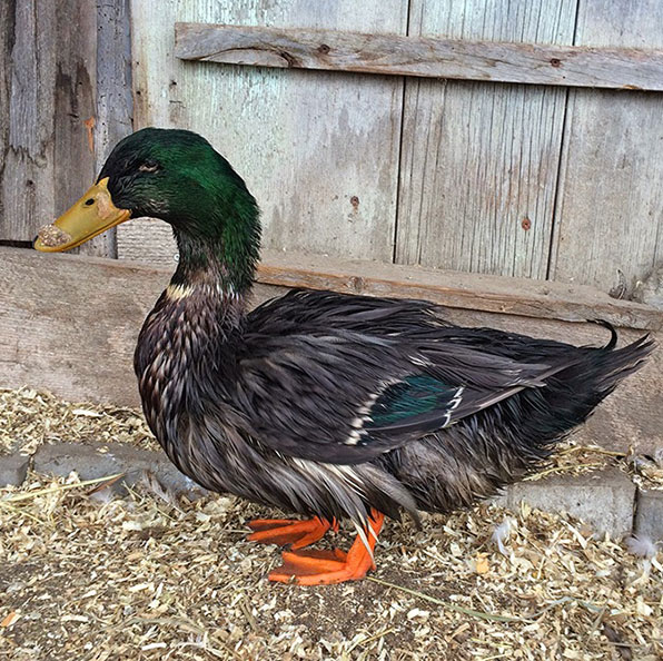 LENNY We adopted Lenny through the OSPCA in December 2014. He was a blind, 27-year-old(!) farm mallard, previously owned by an elderly farmer and his wife who had to give him up due to illness in the family. We were told that Lenny liked a banana in the morning, layer mash in the day, and some lettuce at bedtime. We did our best to oblige him. In winter, we sometimes brought Lenny into the house for a swim in the bathtub. Afterwards, he enjoyed being blow-dried (you can read more about that and watch a video here .) Lenny left this world peacefully in September 2015. We wish he'd had more time with us, but he had a very long and happy ducky life.