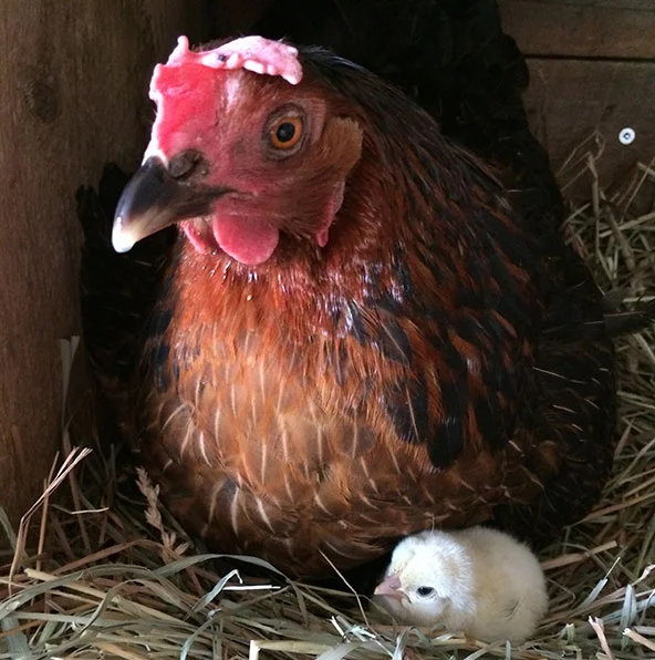 CHARLOTTE Charlotte was the last surviving hen from our first batch of chickens, obtained from a hatchery in July 2009. She shuffled off this mortal coil in February 2015 at the age of 5-1/2. She was an excellent shoulder chicken and a sort of unofficial mascot for our local OSPCA, where she made appearances at the annual "Pet Pics with Santa" event and never once pooped on Santa's lap. In the last summer of her life, she became broody for the first time ever and hatched out three beautiful chicks from some eggs of dubious parentage. When Charlotte turned 5, we threw a birthday party for her, which you can read about here . Her babies live on at Bee Meadow Farm.