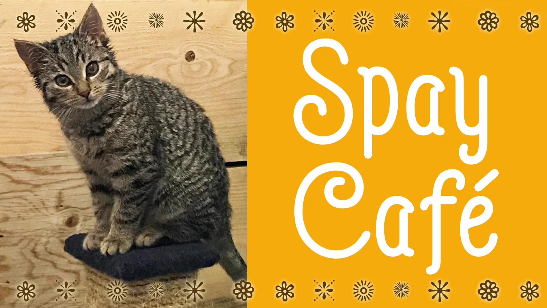 SpayCafe Banner.jpg