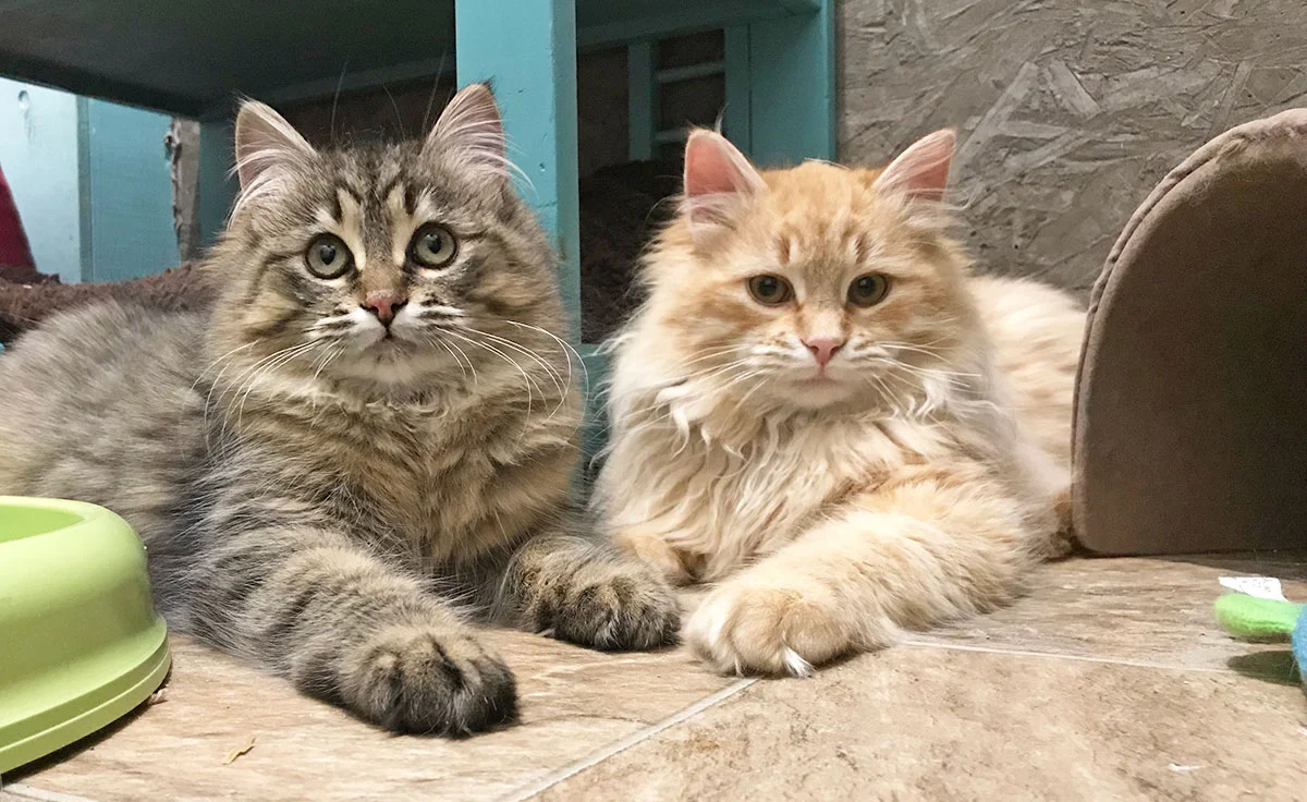 AdoptableCatsBanner.jpg