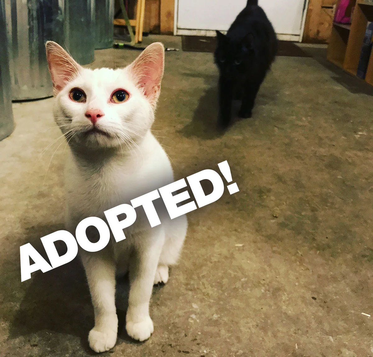 JeffreyAdopted.jpg