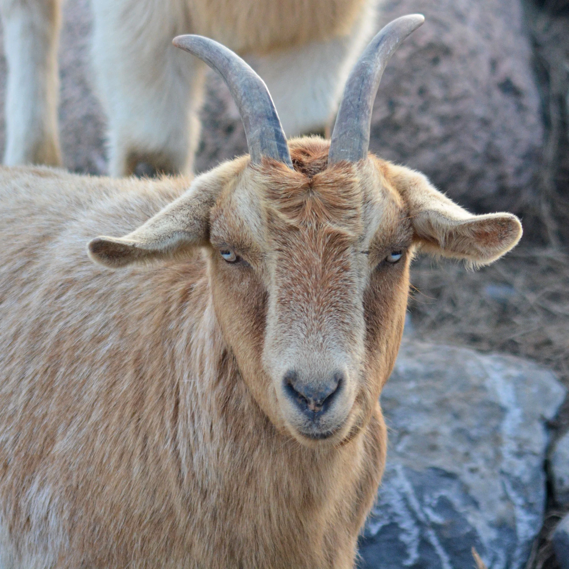 CINDY On March 23, 2017, we welcomed Cindy and her brother Ninja to the goat herd. They were a lovely pair of Pygmy-Nubian crosses, a sister and brother born in 2014. Sadly, we lost Ninja unexpectedly a few months later. Cindy is super-friendly and love to interact with people. She immediately befriended Salt, Pepper and Bert the day she arrived. Cindy has beautiful blue eyes. Cindy and Ninja's owner needed to find them a new forever home, so they came here. Those magnificent horns are used for good, not evil.