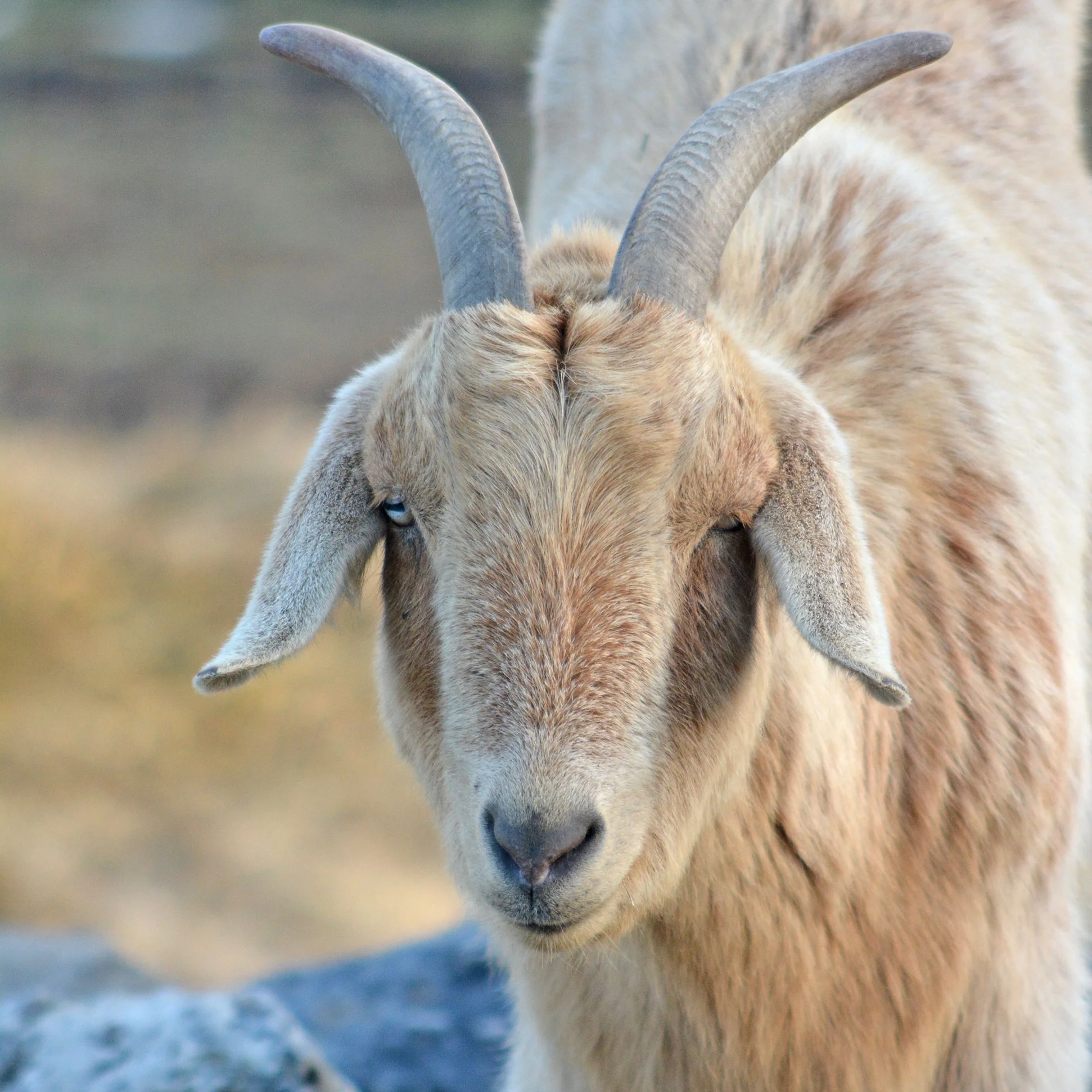 NINJA On March 23, 2017, we welcomed Ninja and his sister Cindy to the goat herd. They were a lovely pair of Pygmy-Nubian crosses born in 2014. Sadly, we lost Ninja unexpectedly a few months later. He was quite protective of his sister, friendly and sweet. One afternoon, we found Ninja lying on his side in the goat house. He left us for pastures on the other side. He was a good goat and is very missed.