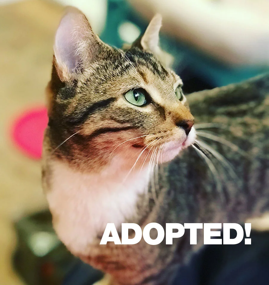 Julia-Adopted.jpg