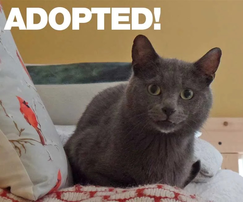GraysonAdopted.jpg