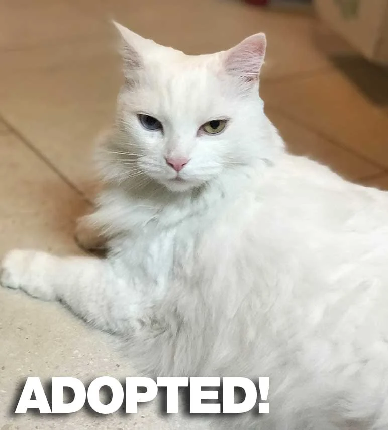 Sacha-Adopted.jpg