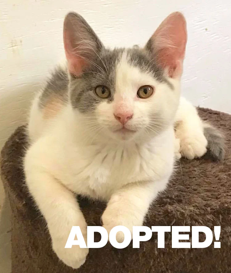 Star2Adopted.jpg