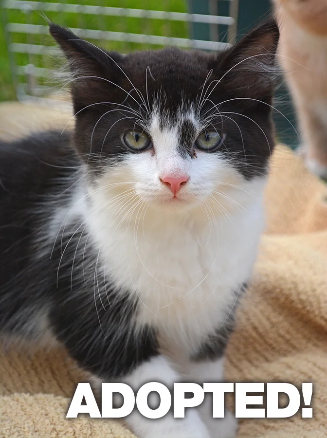 Callum-Adopted.jpg