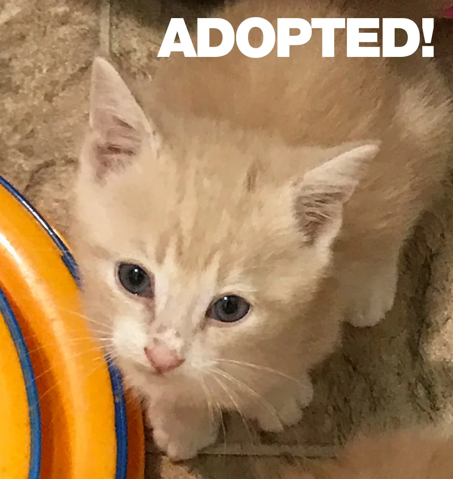 RobertADOPTED.jpg