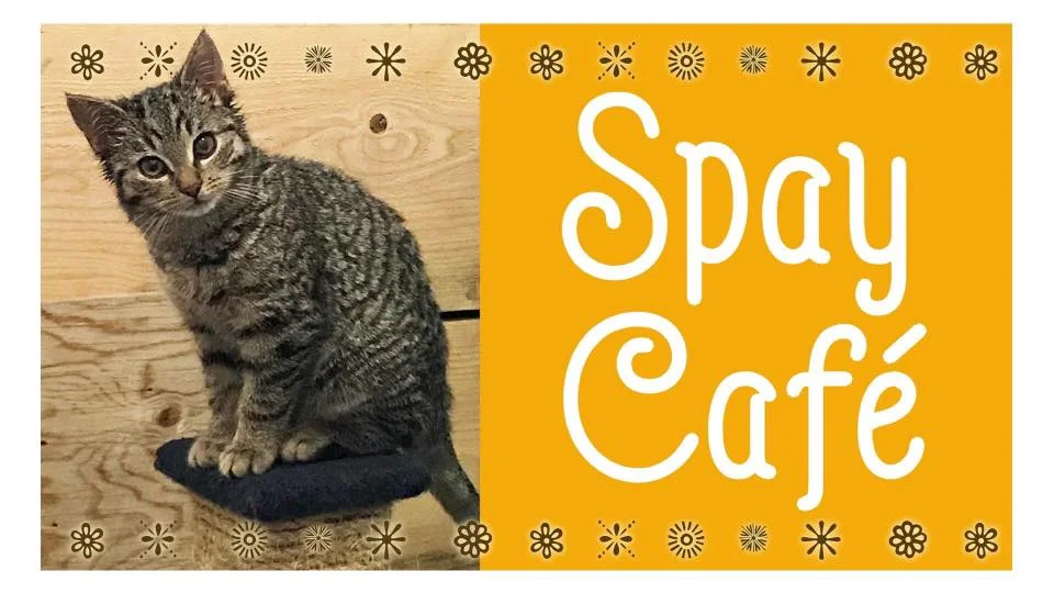 Spay Cafe.jpg