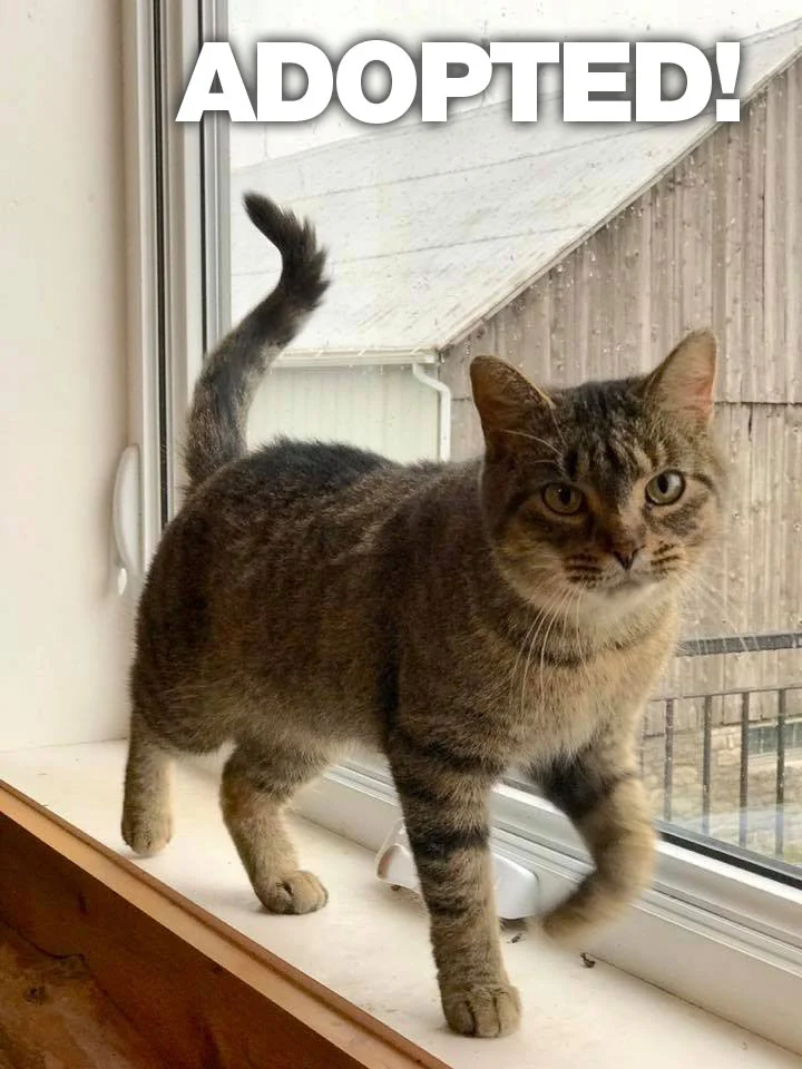 MollyADOPTED.jpg