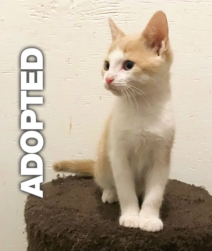 JamesADOPTED.jpg