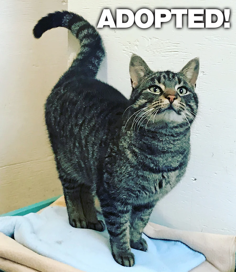 TobyAdotped.jpg