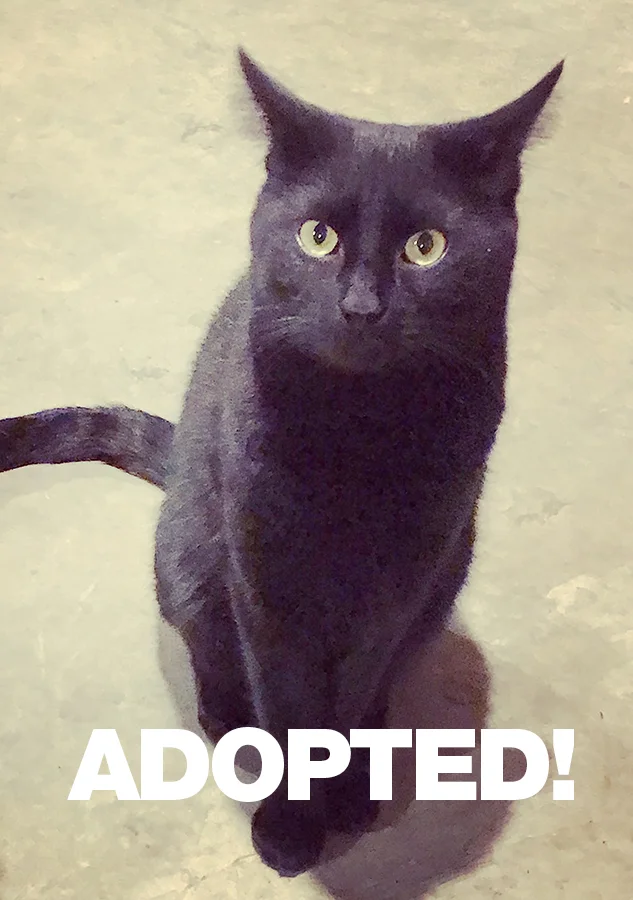 OliverAdopted.jpg