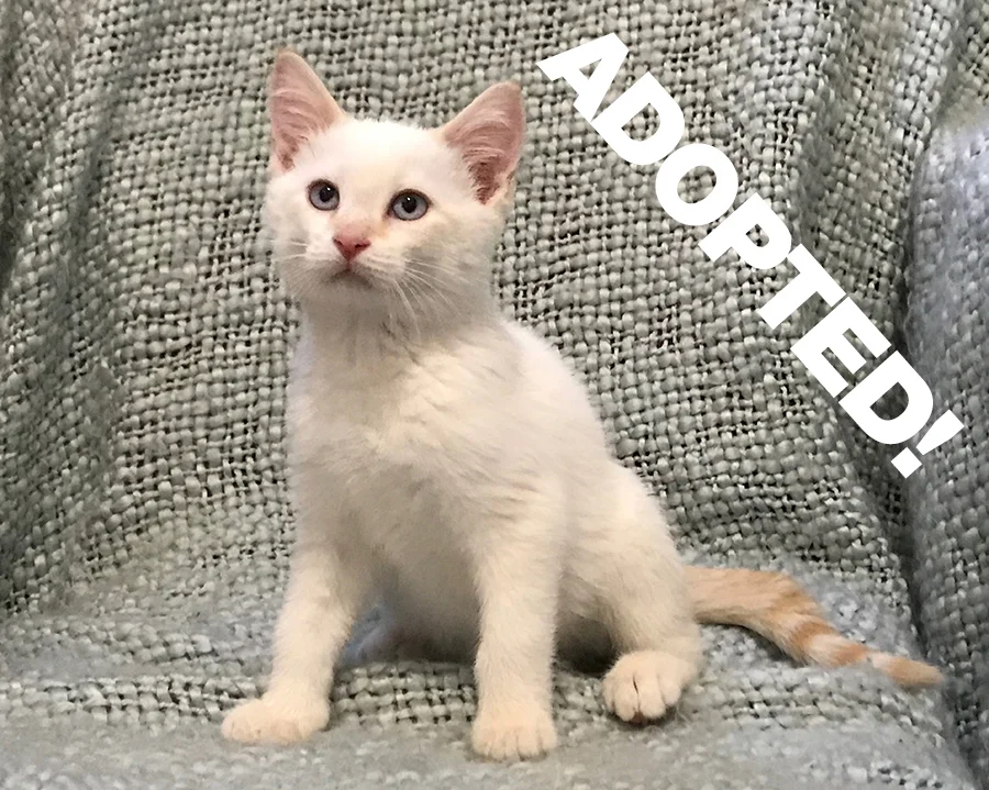 JoeyAdopted.jpg